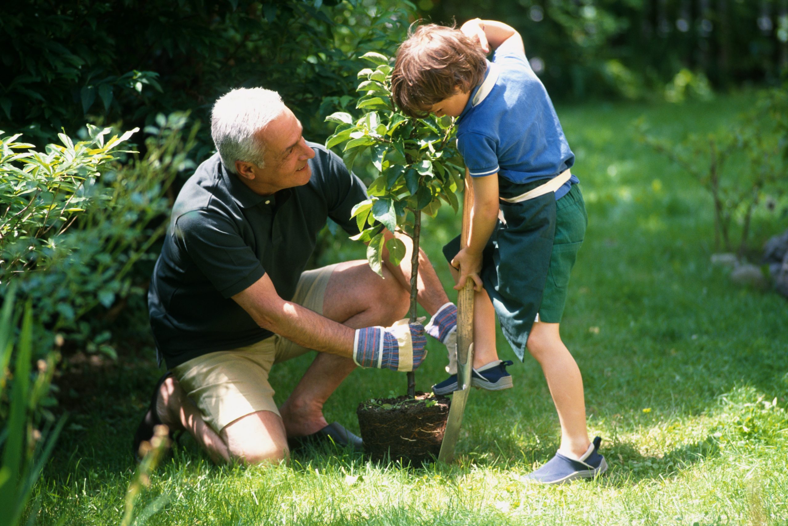 grandparent helping grandson plant a tree